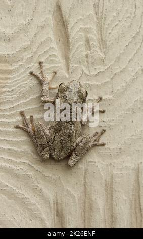 Gray Tree Frog Hyla Chrysoscelis sulla parete esterna dell'edificio Foto Stock