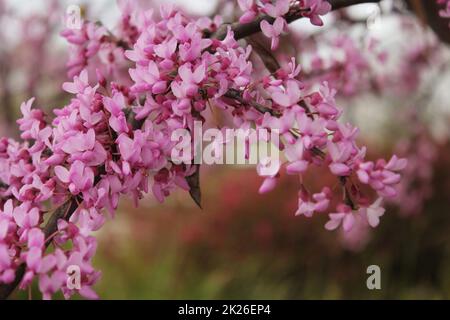 Texas Redbud albero Cercis canadensis primo piano Foto Stock