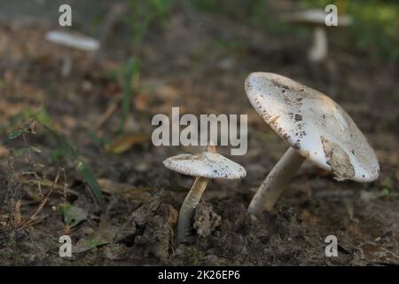 Funghi selvatici che crescono nella foresta nel Texas orientale Foto Stock