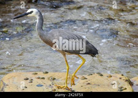 Un airone bianco davanti al mare a Fairy Bower vicino a Manly Beach a Sydney, Australia Foto Stock