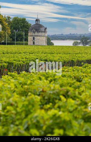 Vigneti tipici vicino Chateau Latour, Bordeaux, Aquitania, Francia Foto Stock