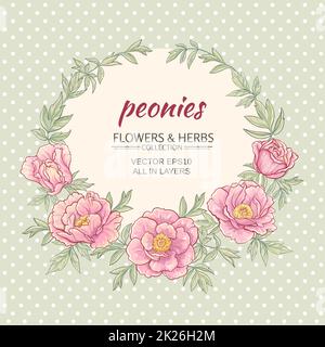 Le peonie telaio del vettore Foto Stock
