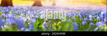 Gocce di neve blu in fiore nella foresta di primavera. Foto Stock