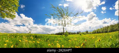 Albero solitario giovane con le prime foglie sul campo verde Foto Stock