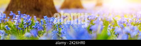 Gocce di neve blu in fiore nella foresta di primavera. Foto Stock