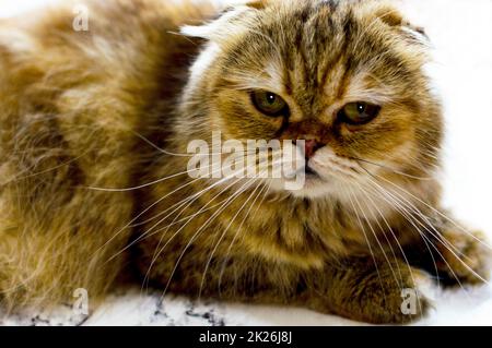 primo piano ritratto di un gatto di cinchilla d'oro Foto Stock