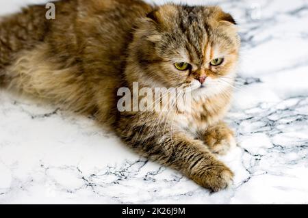 gatto di cinchilla dorato e soffice su sfondo marmoreo Foto Stock