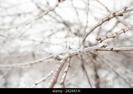 Fiori di erba decidua, cespugli ricoperti di crosta di ghiaccio dopo pioggia gelida, frammento, sfondo. Fuoco selezionato Foto Stock