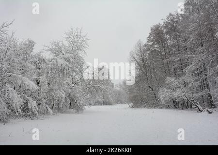 Bianco paesaggio invernale, alberi con molta neve Foto Stock