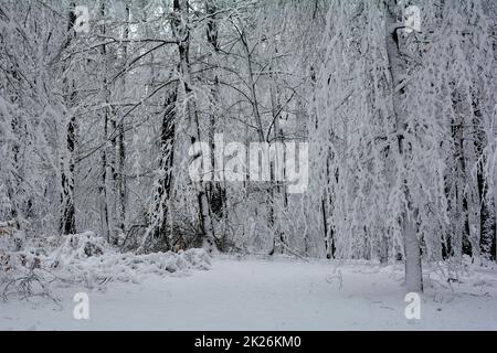 Winterdream - alberi in una foresta con molta neve Foto Stock