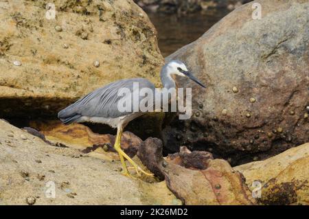 Un airone di fronte bianca a Fairy Bower vicino a Manly Beach a Sydney, Australia Foto Stock