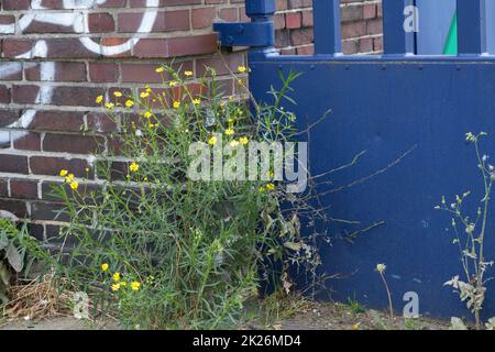 Schmalblättriges Greiskraut, Schmalblättriges Kreuzkraut, Südafrikanisches Greiskraut, Senecio inaequidens, Senecio mieianus, Senecio vimineus, narr Foto Stock