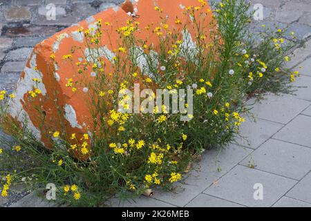 Schmalblättriges Greiskraut, Schmalblättriges Kreuzkraut, Südafrikanisches Greiskraut, Senecio inaequidens, Senecio mieianus, Senecio vimineus, narr Foto Stock