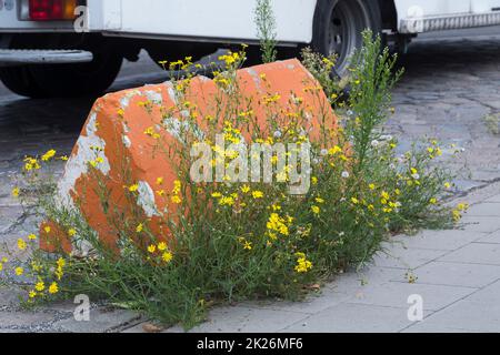 Schmalblättriges Greiskraut, Schmalblättriges Kreuzkraut, Südafrikanisches Greiskraut, Senecio inaequidens, Senecio mieianus, Senecio vimineus, narr Foto Stock