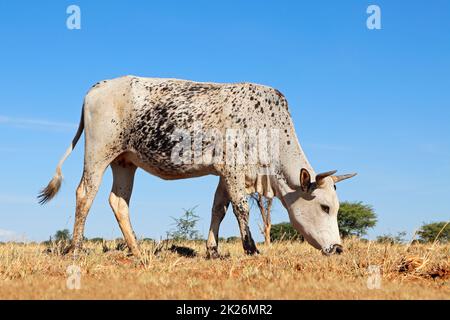 Nguni mucca in una fattoria rurale - Sudafrica Foto Stock