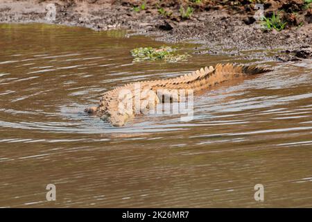 Coccodrillo del Nilo che si crogiola in acque poco profonde Foto Stock