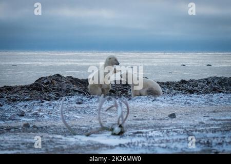 Due orsi polari che giocano vicino a corna caribou Foto Stock