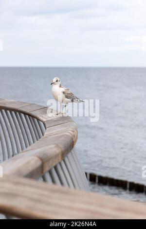 Un gabbiano si trova sulla ringhiera del nuovo molo a Koserow, sull'isola di Usedom. Foto Stock