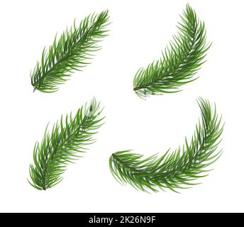 Set di rami di pino. Abete elementi di corona di natale. Collezione di icone di piante di conifere su sfondo bianco. Simbolo del nuovo anno. Illustrazione vettoriale. Foto Stock