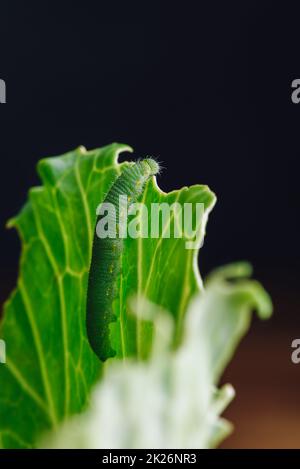 Bruco verde che striscia su una foglia Foto Stock