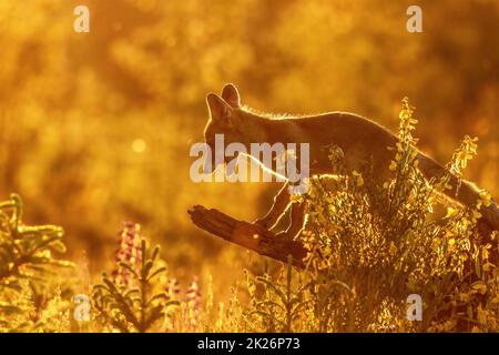 La volpe rossa si posa con la bocca aperta in controluce al tramonto Foto Stock