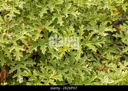 Foglie di Pelargonium testurizzate e modellate in modo naturale “Lady Plymouth” Foto Stock