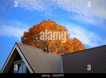 Tetto metallico marrone di casa sotto l'albero di Autmn contro il cielo blu Foto Stock