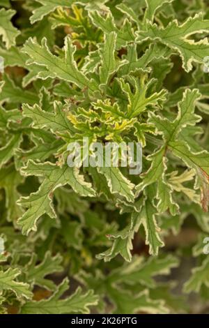 Foglie di Pelargonium testurizzate e modellate in modo naturale “Lady Plymouth” Foto Stock