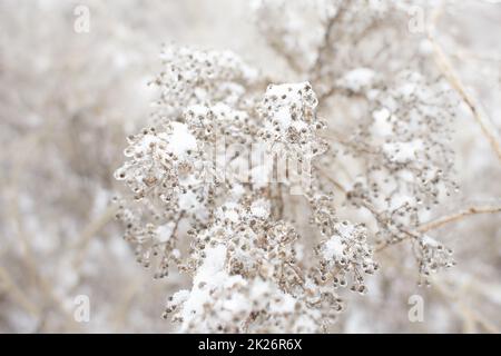 Fiori di erba decidua, cespugli ricoperti di crosta di ghiaccio dopo pioggia gelida, frammento, sfondo. Fuoco selezionato Foto Stock