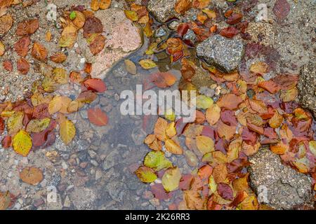 Caduta foglie d'autunno in una pozzanghera d'acqua. Foto Stock