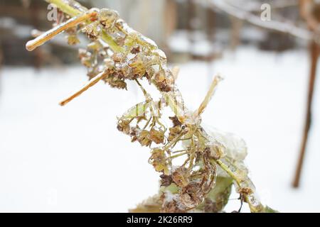 Fiori di erba decidua, cespugli ricoperti di crosta di ghiaccio dopo pioggia gelida, frammento, sfondo. Fuoco selezionato Foto Stock
