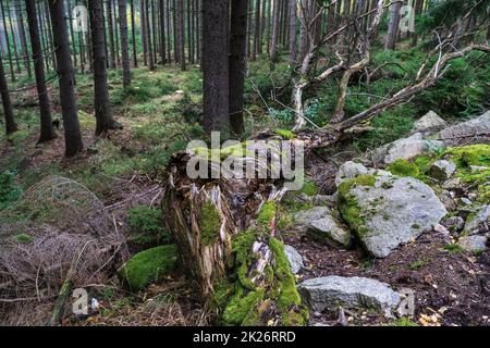 Un albero caduto in una pineta. Mettere a fuoco in primo piano. Foto Stock