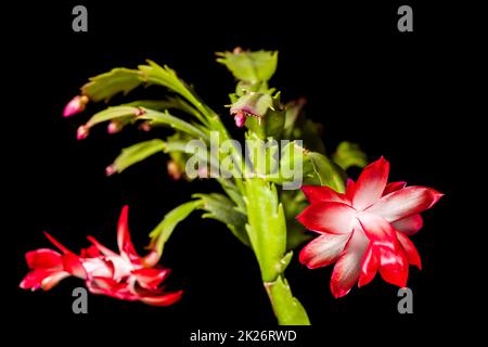 Natale cactus Plant Schlumbergera Foto Stock