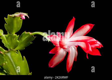 Natale cactus macro Bright Schlumbergera Foto Stock