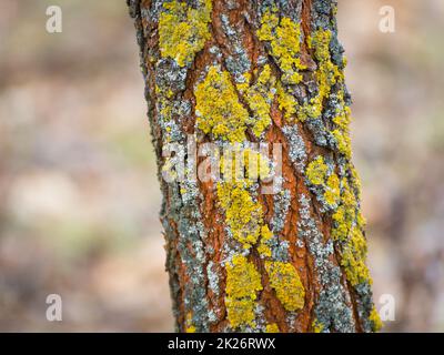 Corteccia di muschio texture Foto Stock