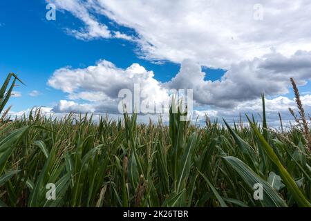 Colpo di fila di piante di mais prima del raccolto a fine estate contro il cielo blu in sole Foto Stock