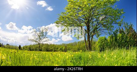 Bellissimi alberi con le prime foglie sul campo verde con i dandelioni Foto Stock