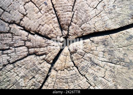 Legno texture sfondo. Primo piano di un vecchio tronco di albero tagliato con crepe e anelli annuali. Sfondo in legno di stile vintage. Macro. Foto Stock