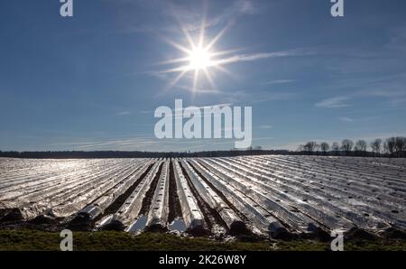 Campo coperto di asparagi in inverno vicino a Schrobenhausen in Baviera, Germania Foto Stock