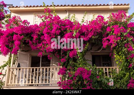 Bougainvillea rossa che sale sul muro di casa a Rethymnon, Creta Foto Stock