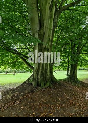 Un vecchio albero ritorto con molte radici. Foto Stock