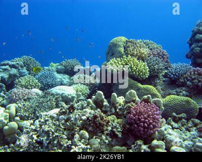 barriera corallina colorata con coralli duri Foto Stock