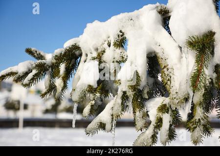 alberi di pino su cui cade la neve, ciclicoli formati su alberi di pino, immagini di paesaggio invernale Foto Stock