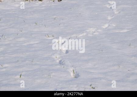 Piste per cani o lupo nella neve. Impronte invernali. Foto Stock