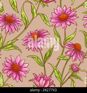 modello di echinacea purpurea Foto Stock