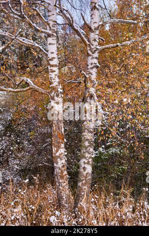 Due birch nei colori autunnali in un paesaggio innevato Foto Stock