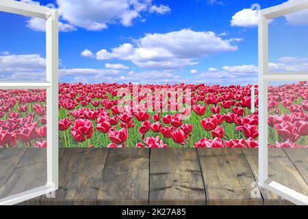 Finestra aperta che si affaccia su un campo di tulipani rossi. Giardino di casa Foto Stock