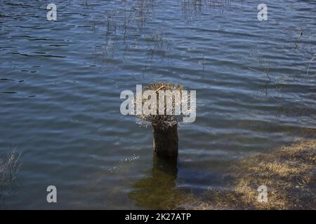 I rami giovani crescono da un ceppo in un lago Foto Stock