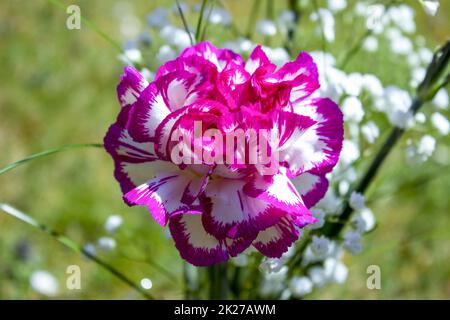 Bianco con garofano rosa con gypsofila Foto Stock