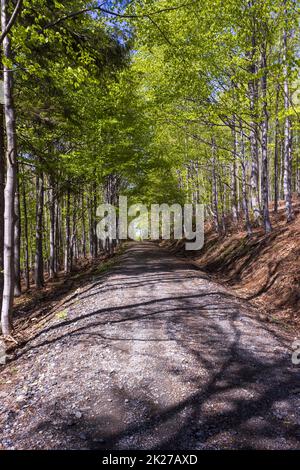 Sentiero in pietra soleggiato a beskydy velky javornik Foto Stock
